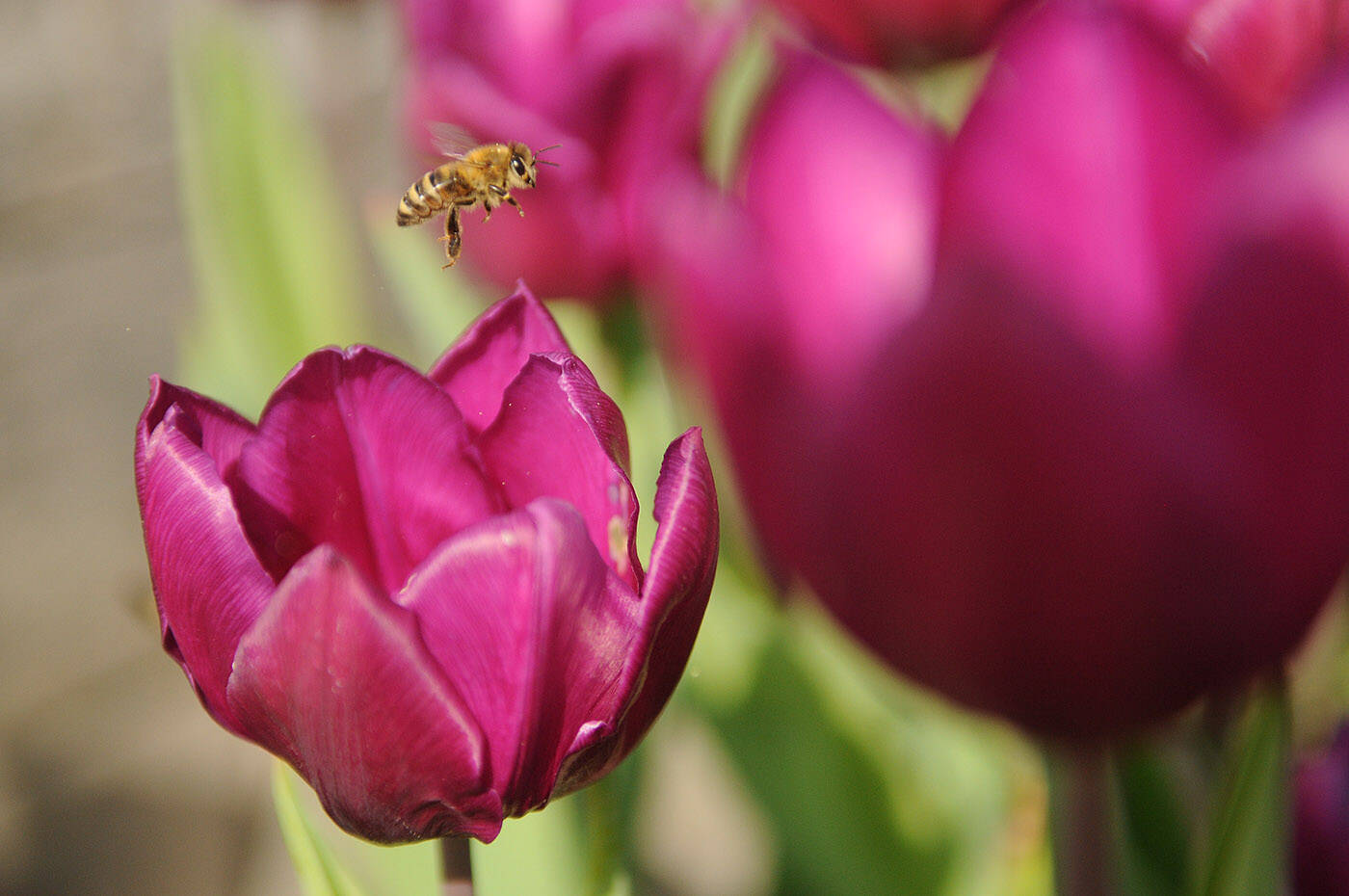 A bee lifts off from a flower at the Chilliwack Tulip Festival on Thursday, April 27, 2023. (Jenna Hauck/ Chilliwack Progress)