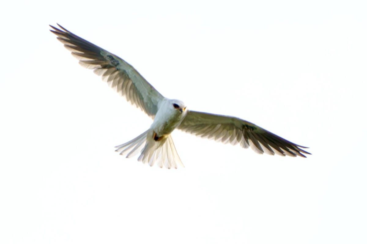 Birdwatchers flock to Langley to glimpse rare hawk