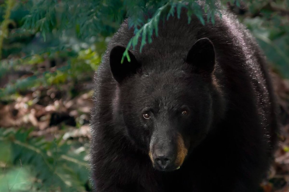 32881597_web1_230531-CPL-Bears-Chilliwack_1