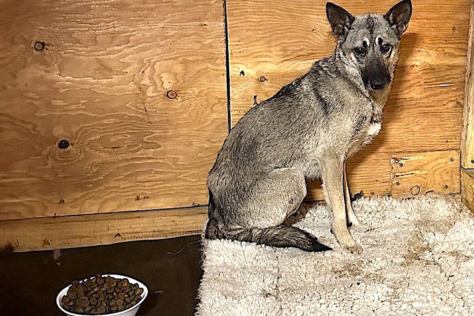 33129765_web1_230626-CPL-Rosie-the-Dog-Captured_1