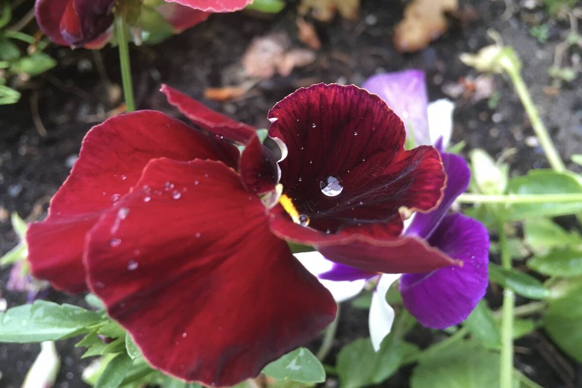 VIDEO Highlight of July weather was arrival of rain in Chilliwack