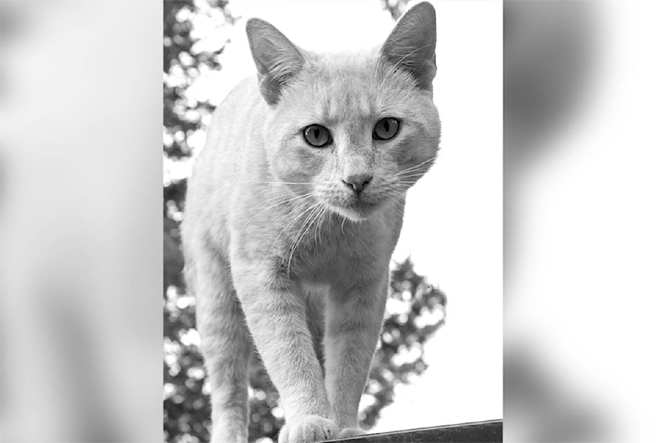 Photography at any age makes pictures to remember. Five-year-old Evinn took this photo of Bailin the cat, providing a confidence builder for a very young photographer. 