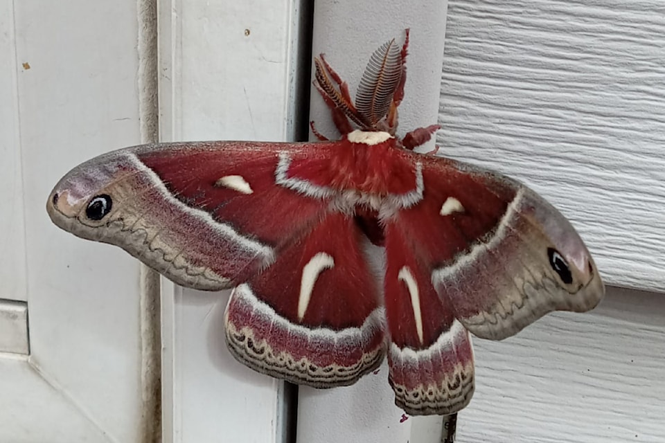 rsz-nts-ntc-moth-jill-hayward-6678_n