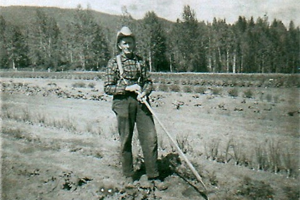 The late Bill Kelly stands in his field of strawberries in McMurphy (between Vavenby and Avola). The sandy ancient river-bottom soil plus McMurphy's east-west orientation along the North Thompson River Valley provides plenty of sunshine for a generous strawberry crop.