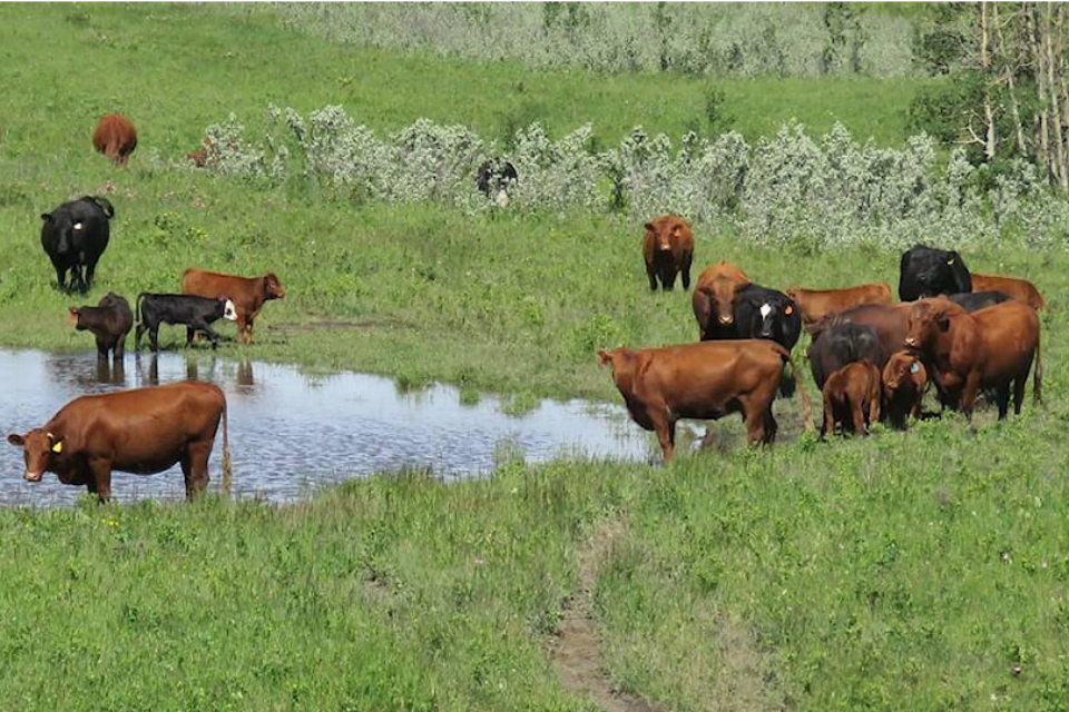 B.C. meat inspectors classified as essential workers amid BCGEU strike