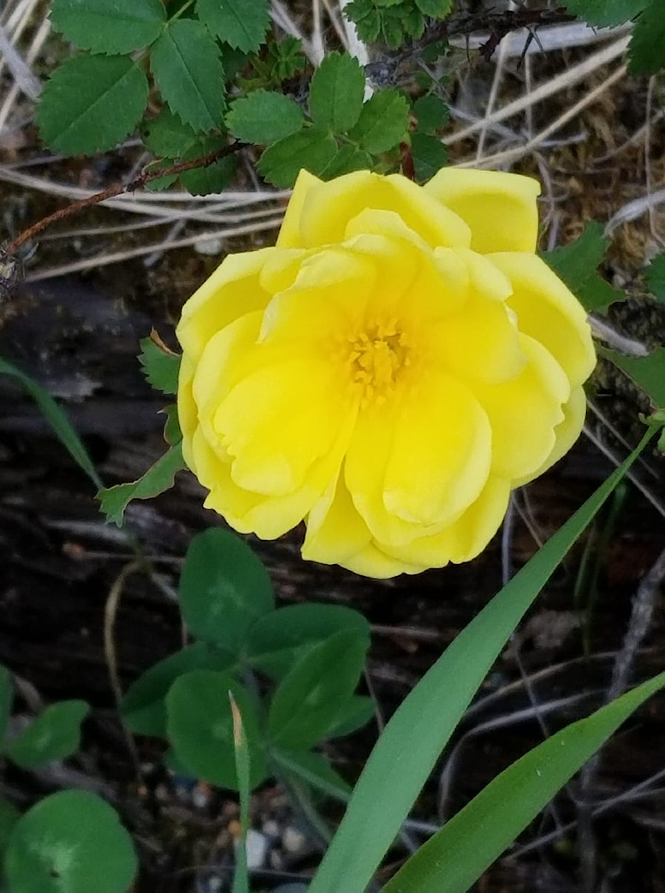 flower_8564685269540798464_n