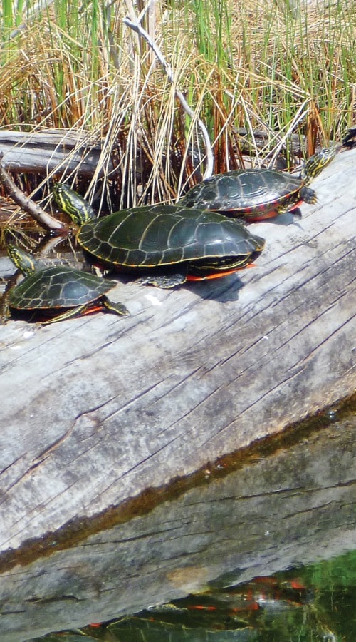11362clearwaterPaintedTurt