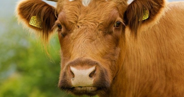 27197clearwaterCow_horned_portrait-620x330