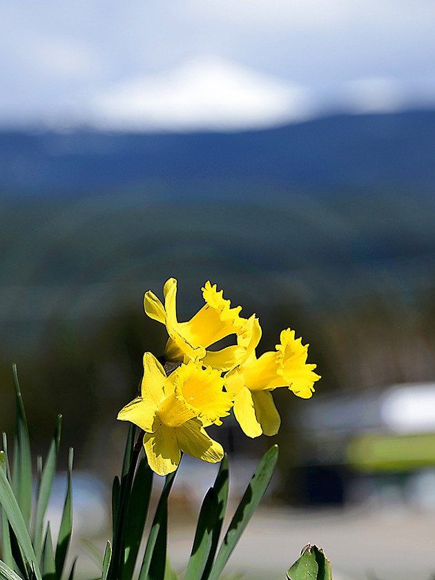 Canadian Cancer Society launches April daffodil campaign Clearwater Times