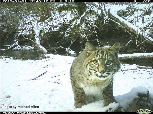 58485clearwaterBobcat