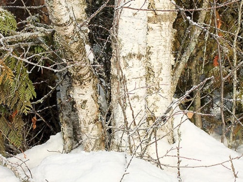 6344clearwaterBirchTrees