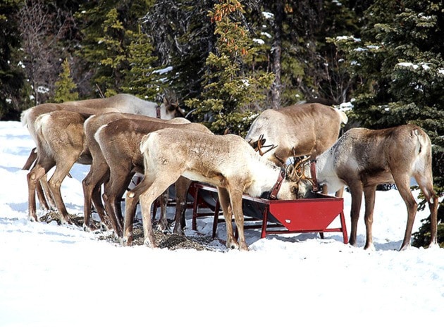 WEST MOBERLY FIRST NATIONS - Klinse-Za Caribou Pen Project