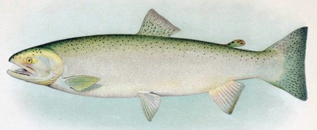 75117clearwatersteelhead-fish-640x262