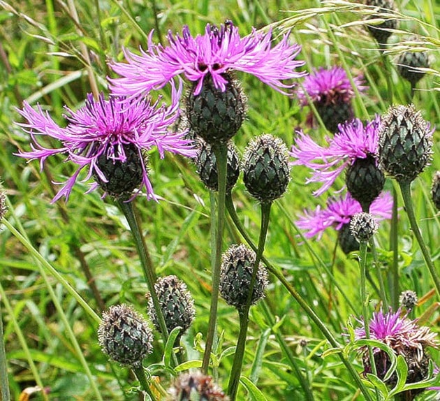 75886clearwaterCommonknapweed