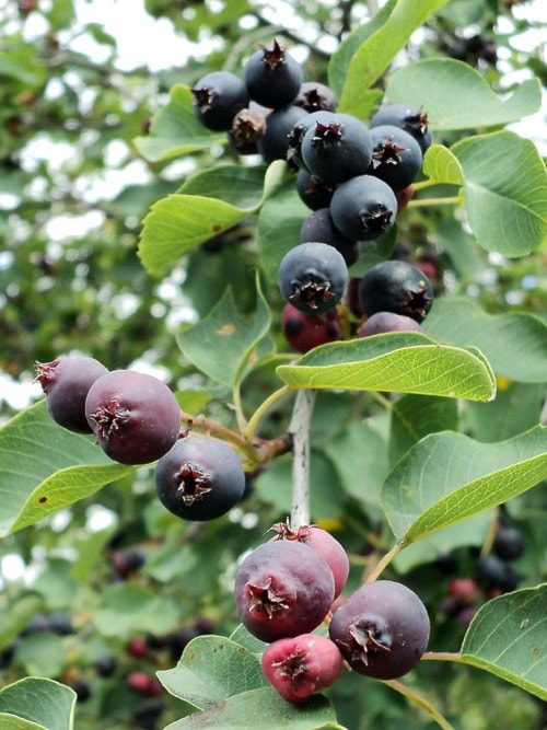 89978clearwatersaskatoonberry