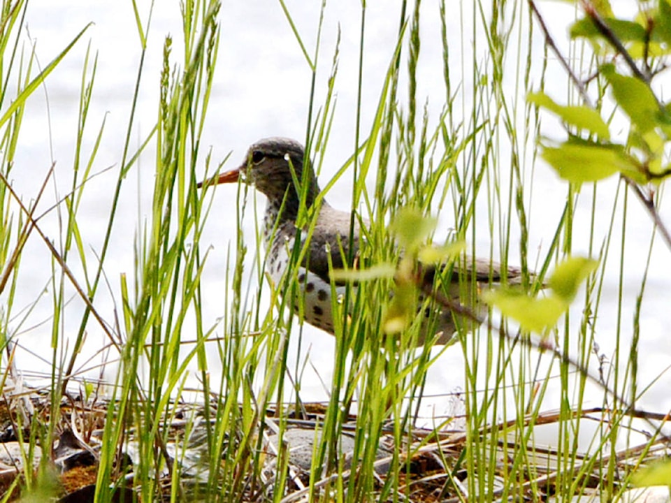 web1_170608-NTC-SpottedSandpiper7490