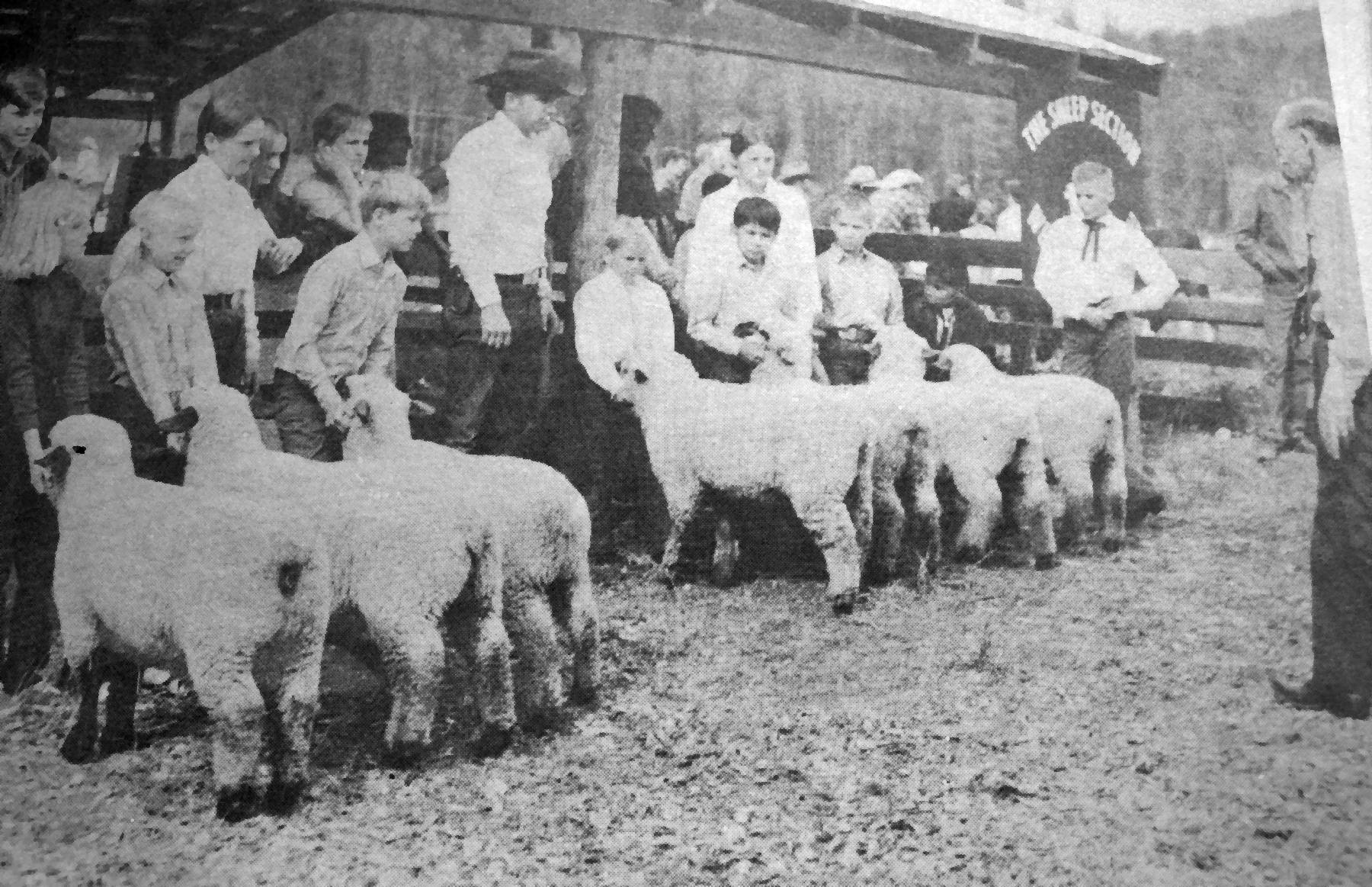 7938949_web1_copy_Sheep-Show-BW-GOOD