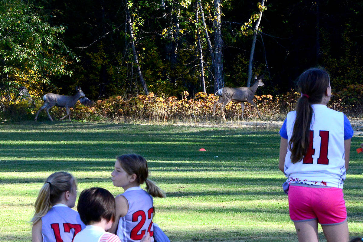 8729621_web1_171005-NTC-xCountry0583DeerGirls