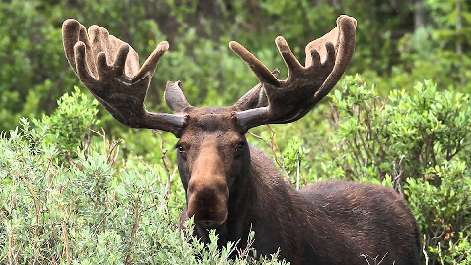 8835785_web1_moose-WEB