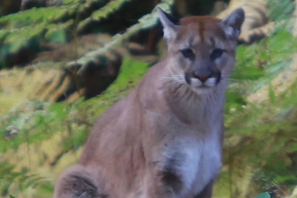 9497037_web1_cougar-cutout