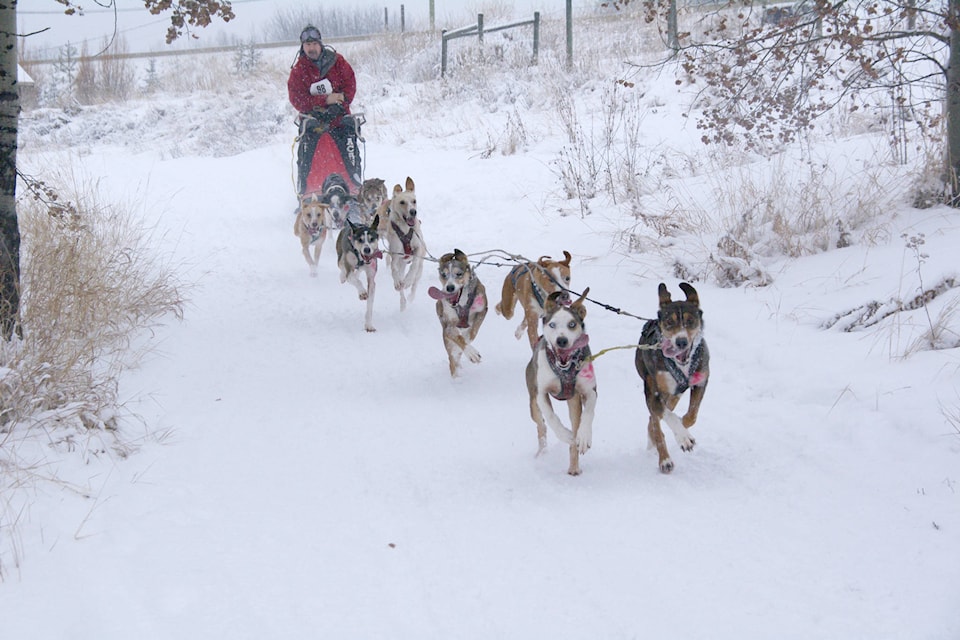 10112714_web1_180104-OMH-dogsled_1