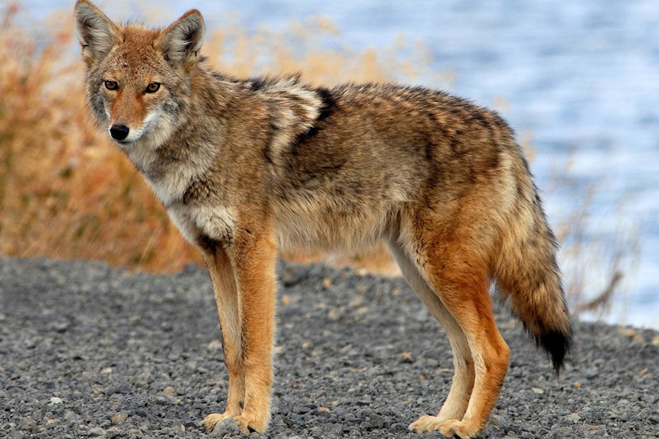 11919142_web1_180516-BPD-M-Wikimedia_Commons.Coyote