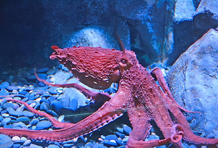 15226878_web1_Octopus_Flickr