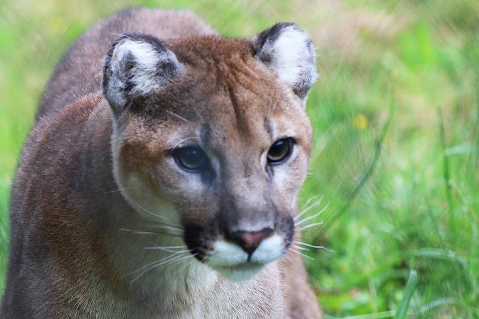 16191348_web1_cougar