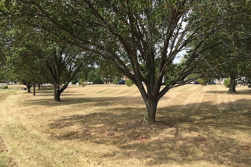 17239962_web1_190611-BPD-M-Drought-dead-grass-brown-lawn