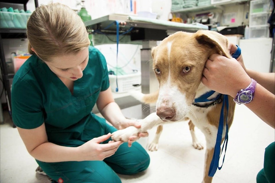 17248261_web1_180109-BPD-M-dog-vet