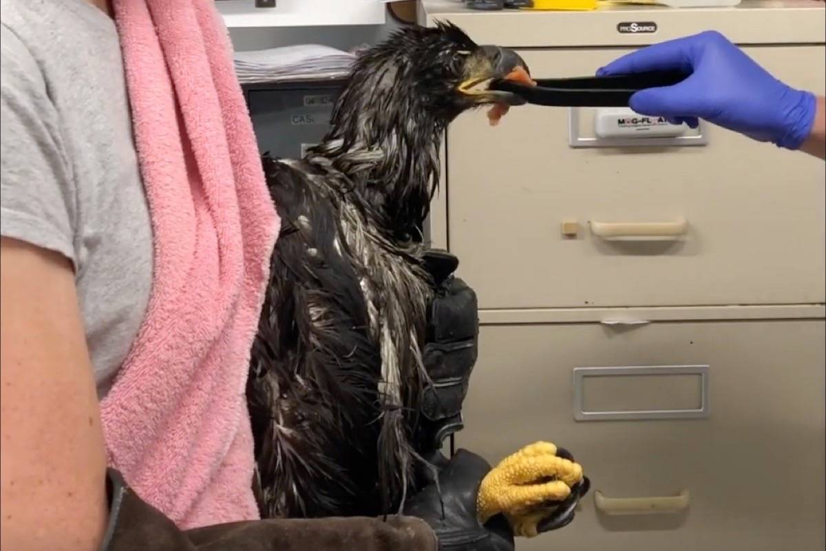 19580676_web1_191128-NDR-M-OWL-Rehab-Eagle-rescue-from-Richmond-settling-pond-video-screenshot--5