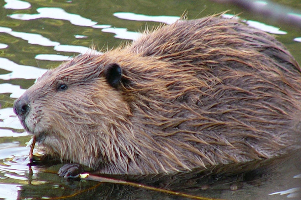 23860209_web1_beaver-by-Frank-Zmuda