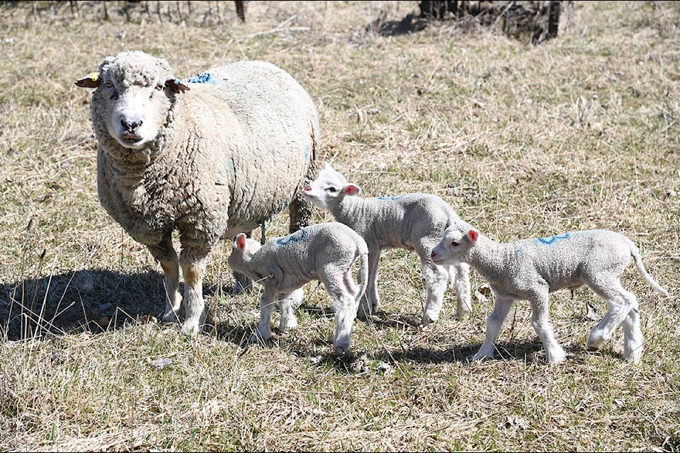 An ewe (a female sheep) is pictured with her triplets, part of the herd at Aveley Ranch. The lambers need to keep an eye on the sheep that give birth to more than one lamb as sometimes the mothers may not have enough milk to feed the little ones. These “orphans” would then need to be bottle fed instead. (Stephanie Hagenaars photo)