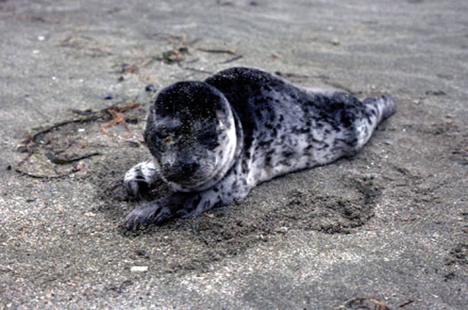 25795252_web1_210713-UWN-dog-seal-Park-reserve_1