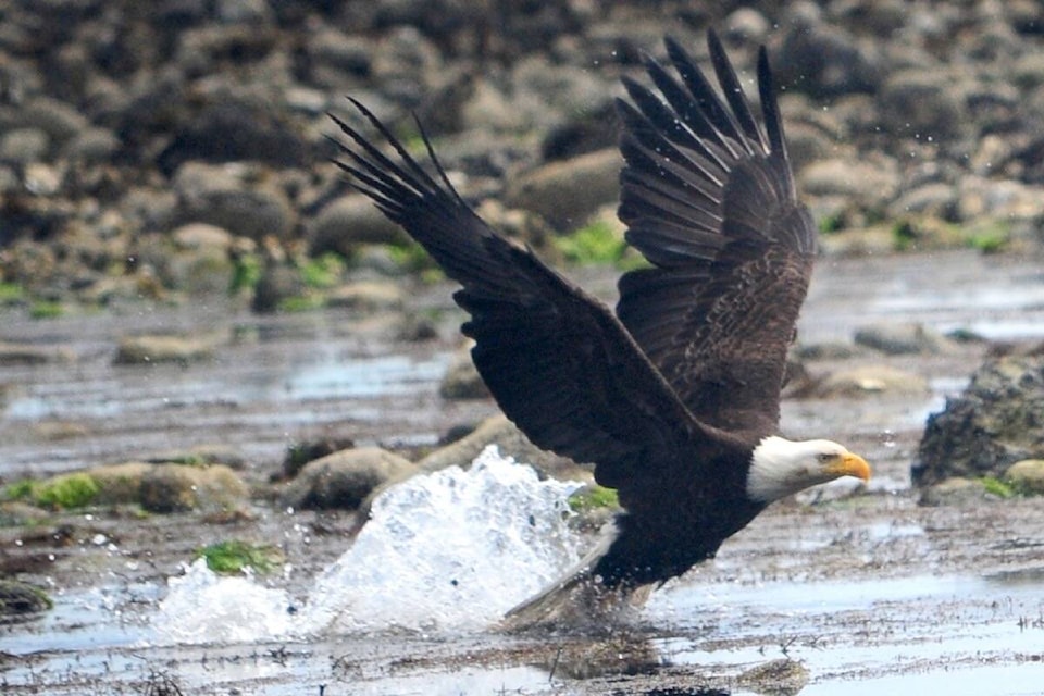 28821484_web1_220420-PQN-French-Estuary-Fundraiser-EAGLE_1