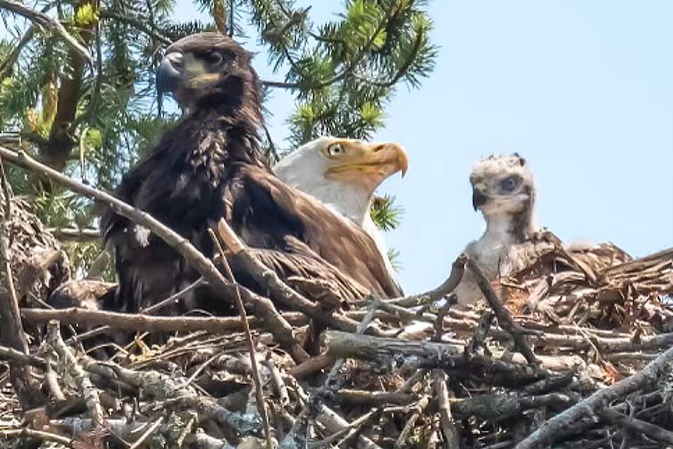 29545513_web1_220621-NBU-Eagles-and-red_tailed-hawk-_1