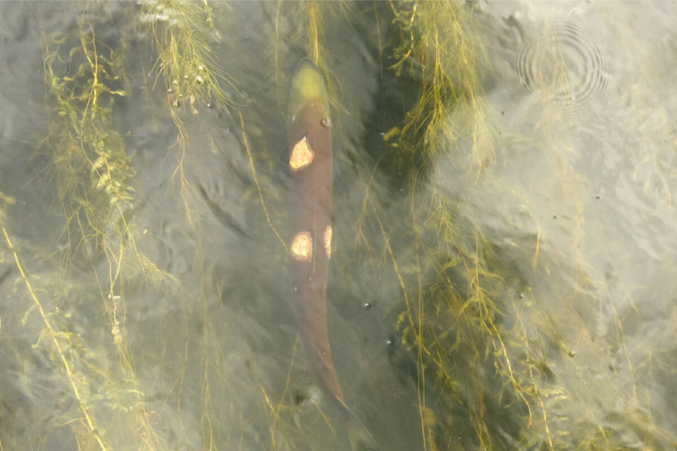 Sockeye salmon have returned to Williams Lake, a rare sight for the lakecity. (Ruth Lloyd photo - Williams Lake Tribune)