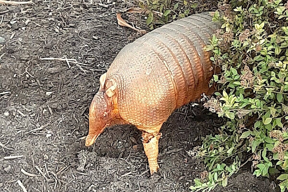 30325682_web1_220907-Armadillo_1