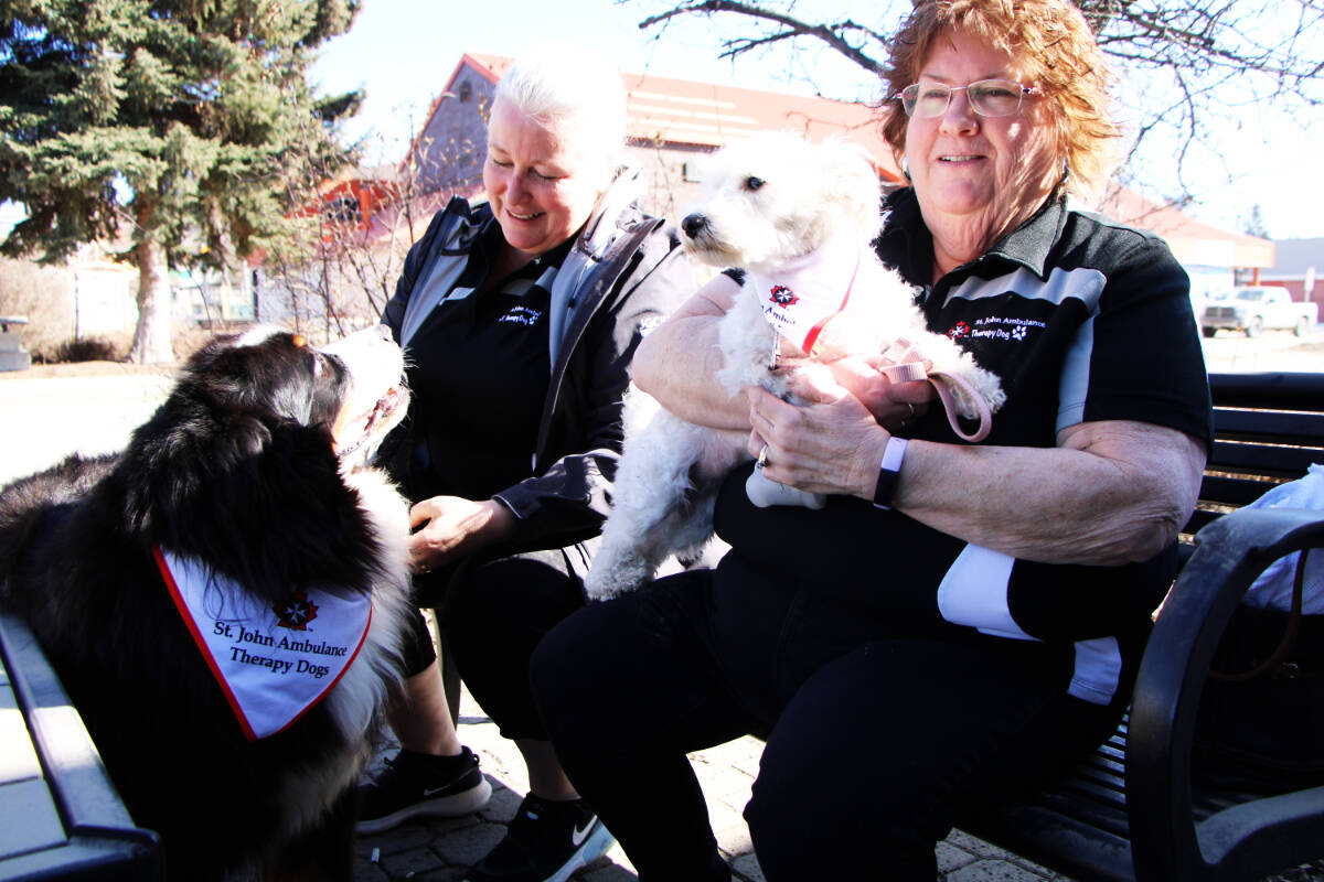 St john best sale ambulance therapy dog
