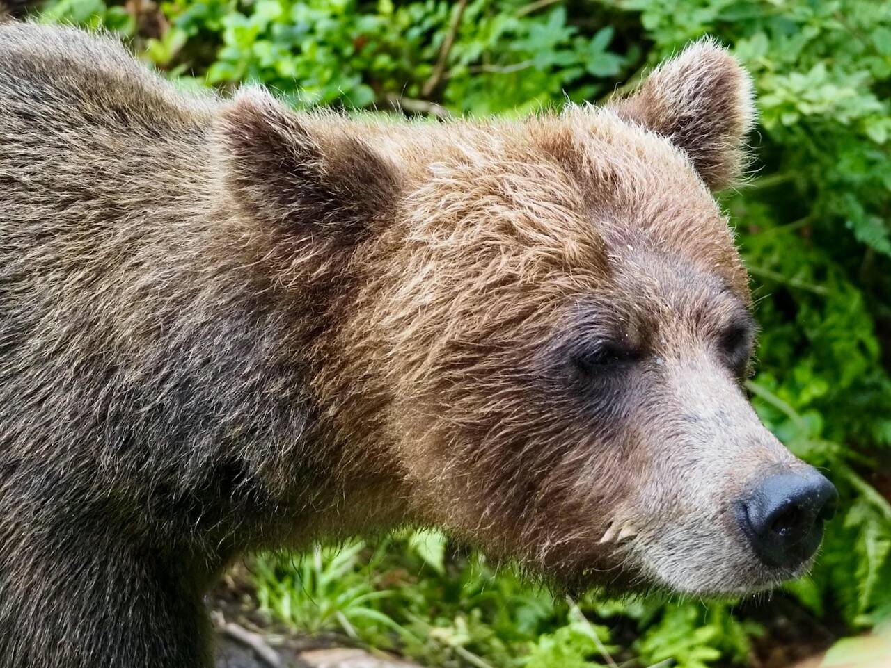 33019893_web1_Bears-JUE-221004-bear_1