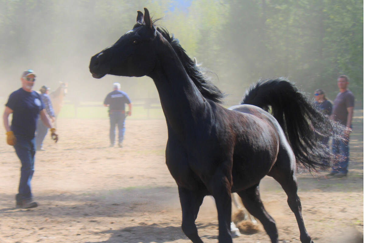 33377292_web1_RSZ-Horse-running-IMG_0386_sized