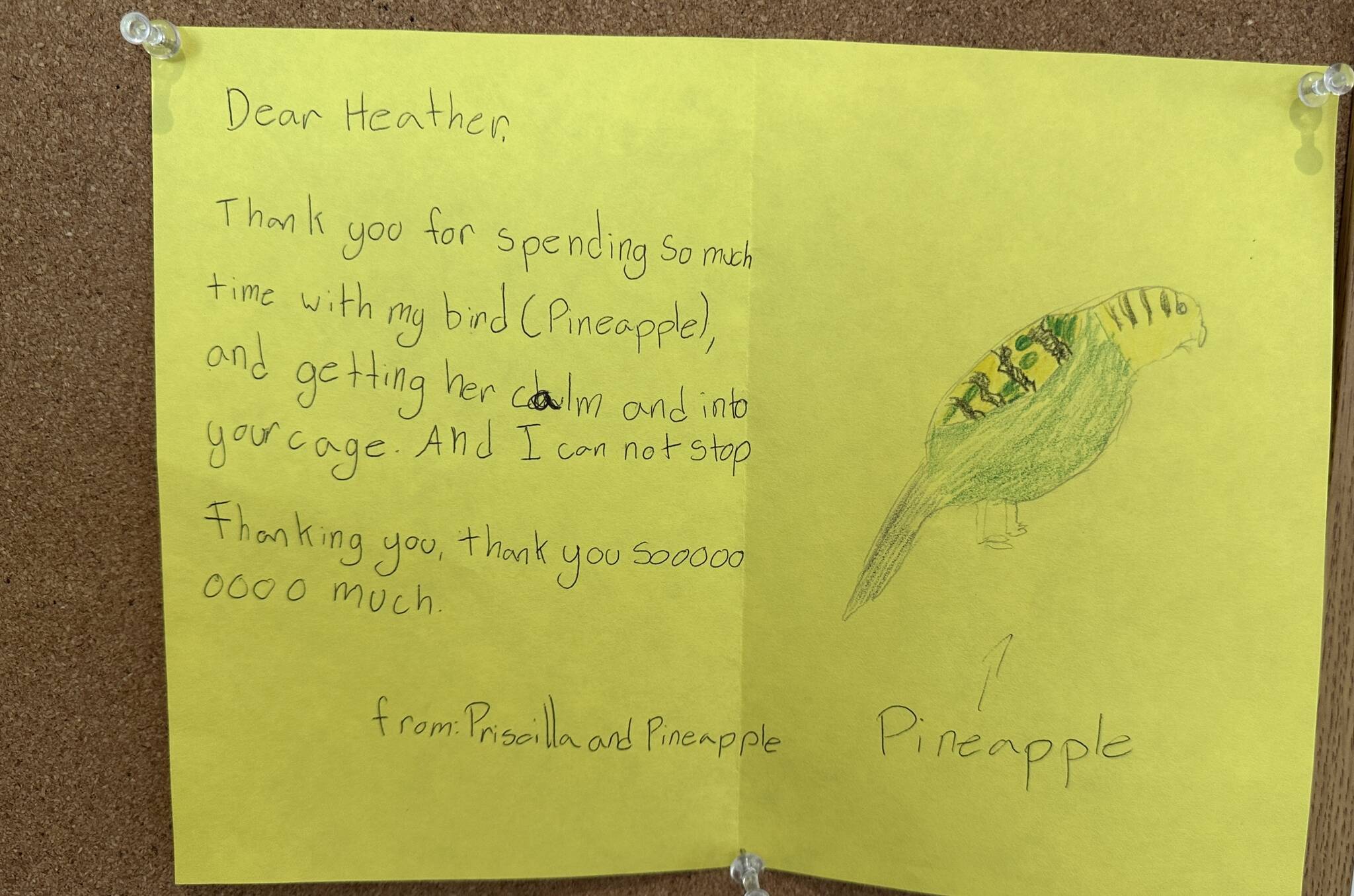 Pineapple the budgie was lost, but reunited with guardian Priscilla Reeves Timmons days later thanks to West Coast Gardens staff – just in time for Reeves Timmons 11th birthday party. (Contributed photo)