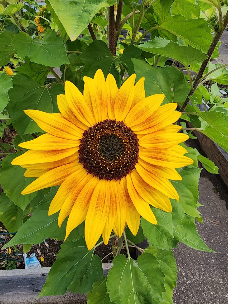 33656653_web1_Sunflower-20230817_131325
