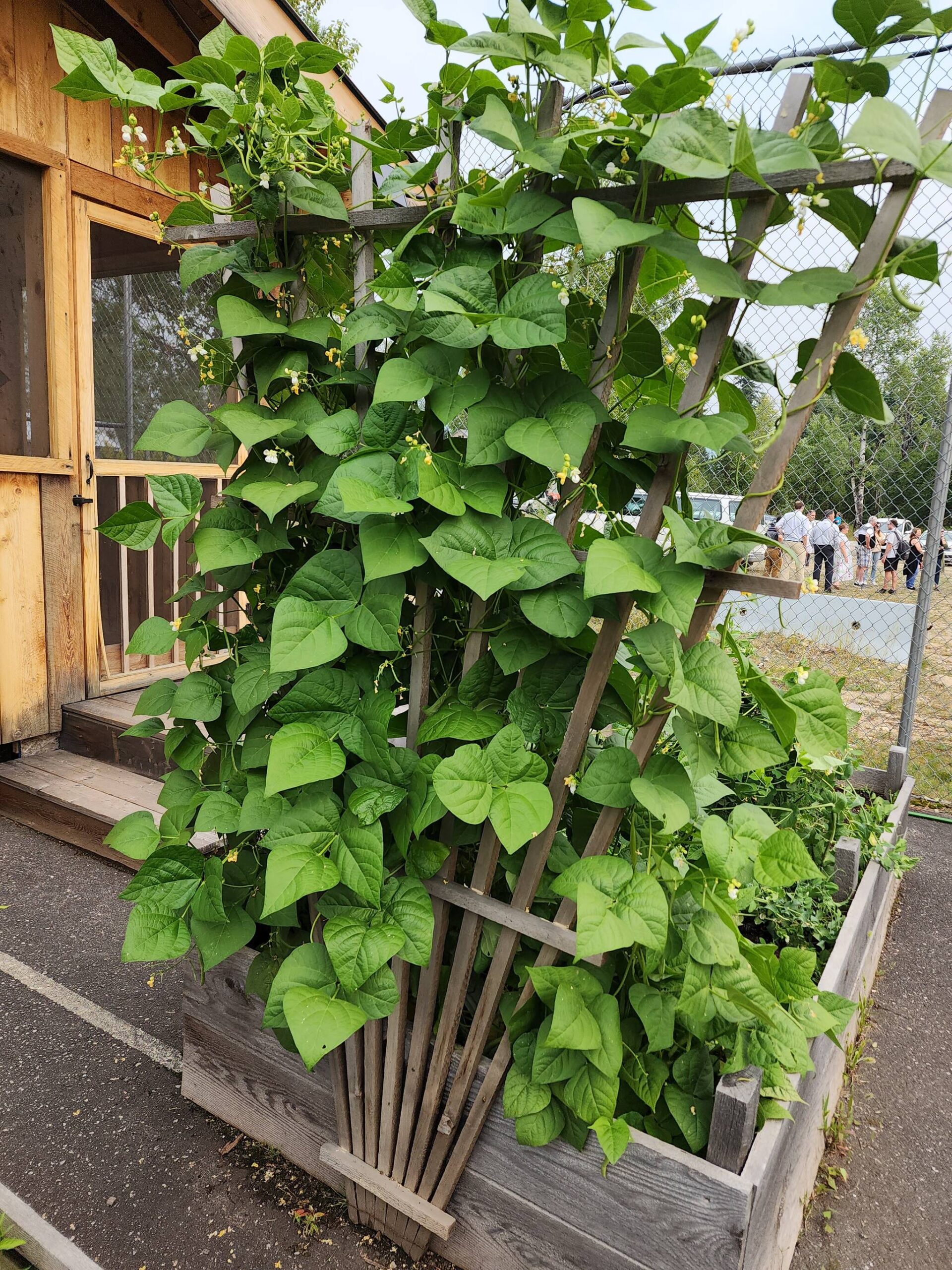 33656653_web1_Vines-and-gazebo-20230817_131408