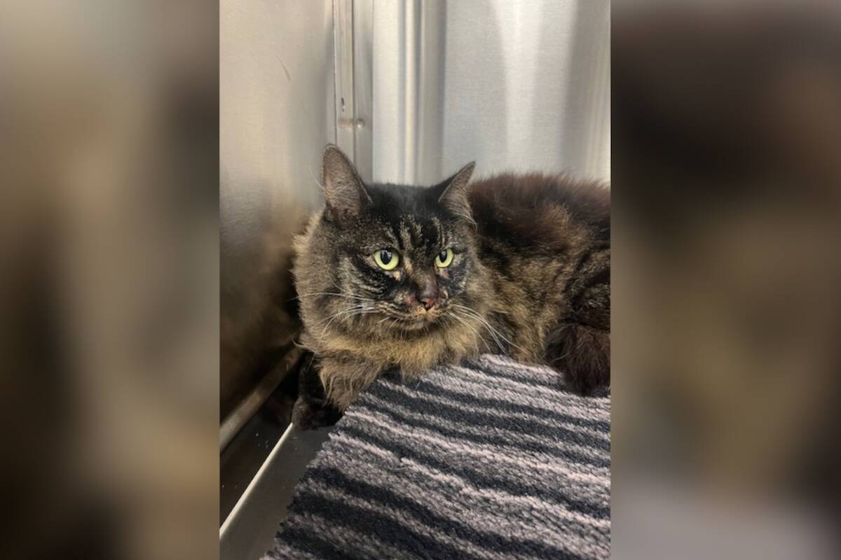 Chloe at Spall and Harvey Vet. (OHS)