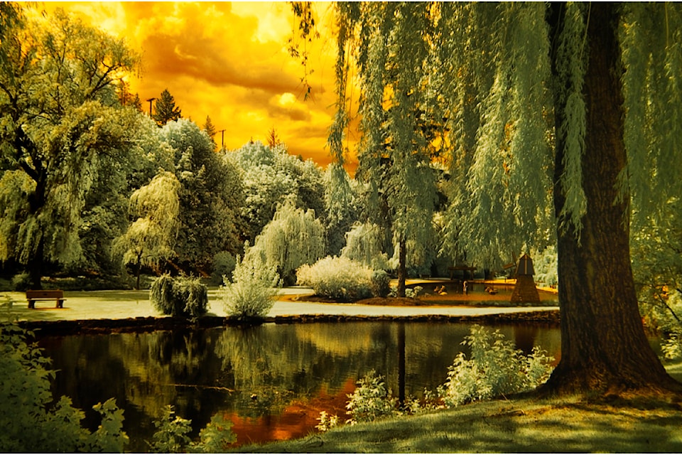 John Enman using Infrared in Polson Park in Vernon in September.