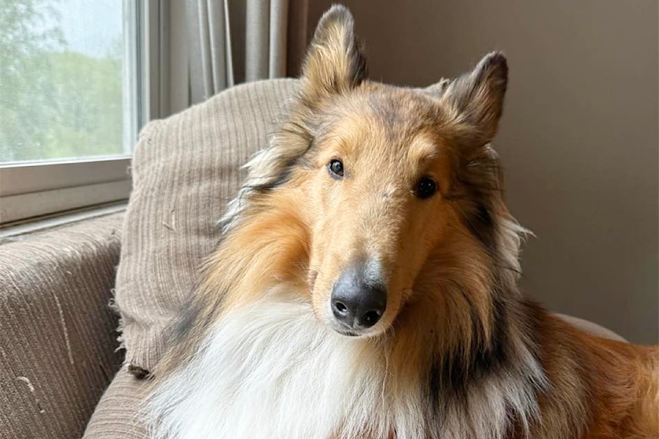 Forrest, a 2 year old collie from  Clearwater went missing on Nov. 10 near Pump Town Road just off Highway 5 in Clearwater and the Minci family is asking for the public's help in finding him. 