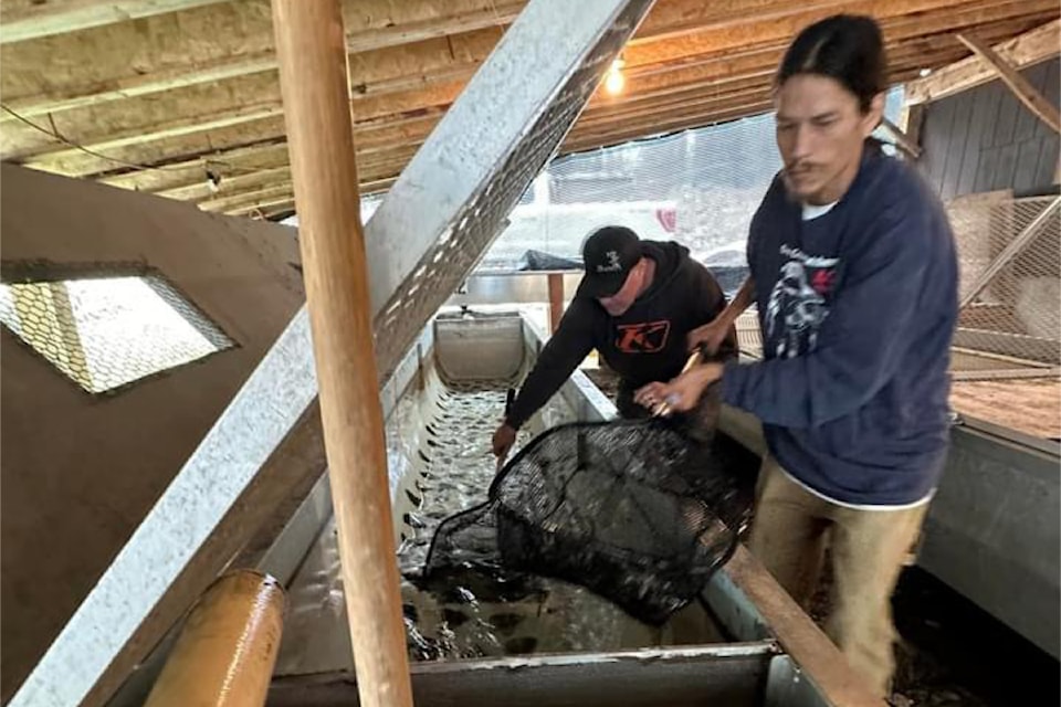 Simpcw Dunn Creek Hatchery operations manager Tyler Bowie (front) and Triton's Shawn Johnston (back) scooping up Coho to be evacuated from the hatchery to the Deadman River due to wildfire.