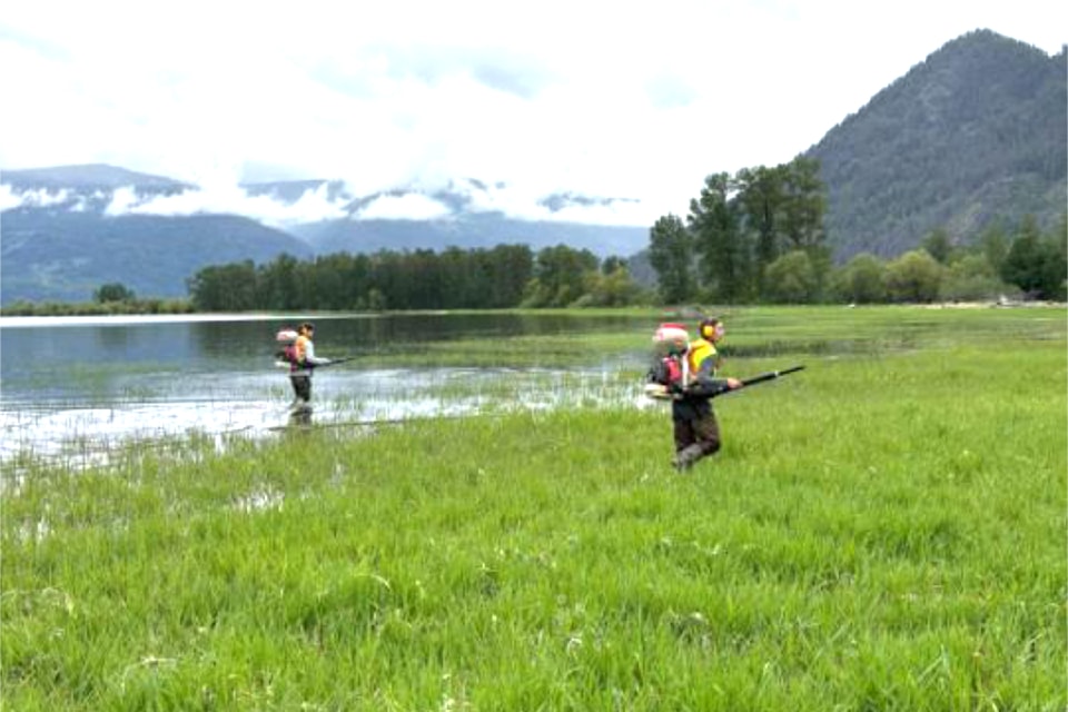 Mosquito control is underway in the North Thompson Valley. Seen here a Setetkwe Environmental Incorporated (SEI) crew spreads Vectobac into standing water where mosquito larvae are present on Saturday May 17 in Sicamous.