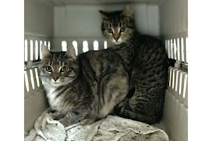 Thelma and Louise are seeking 'employment' as farm cats